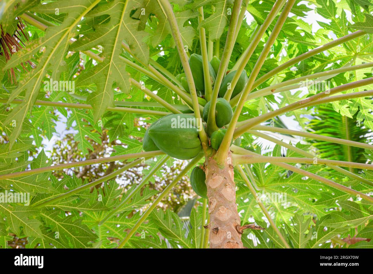 Green papaya tree with ripening fruits in the rainforest. Growing