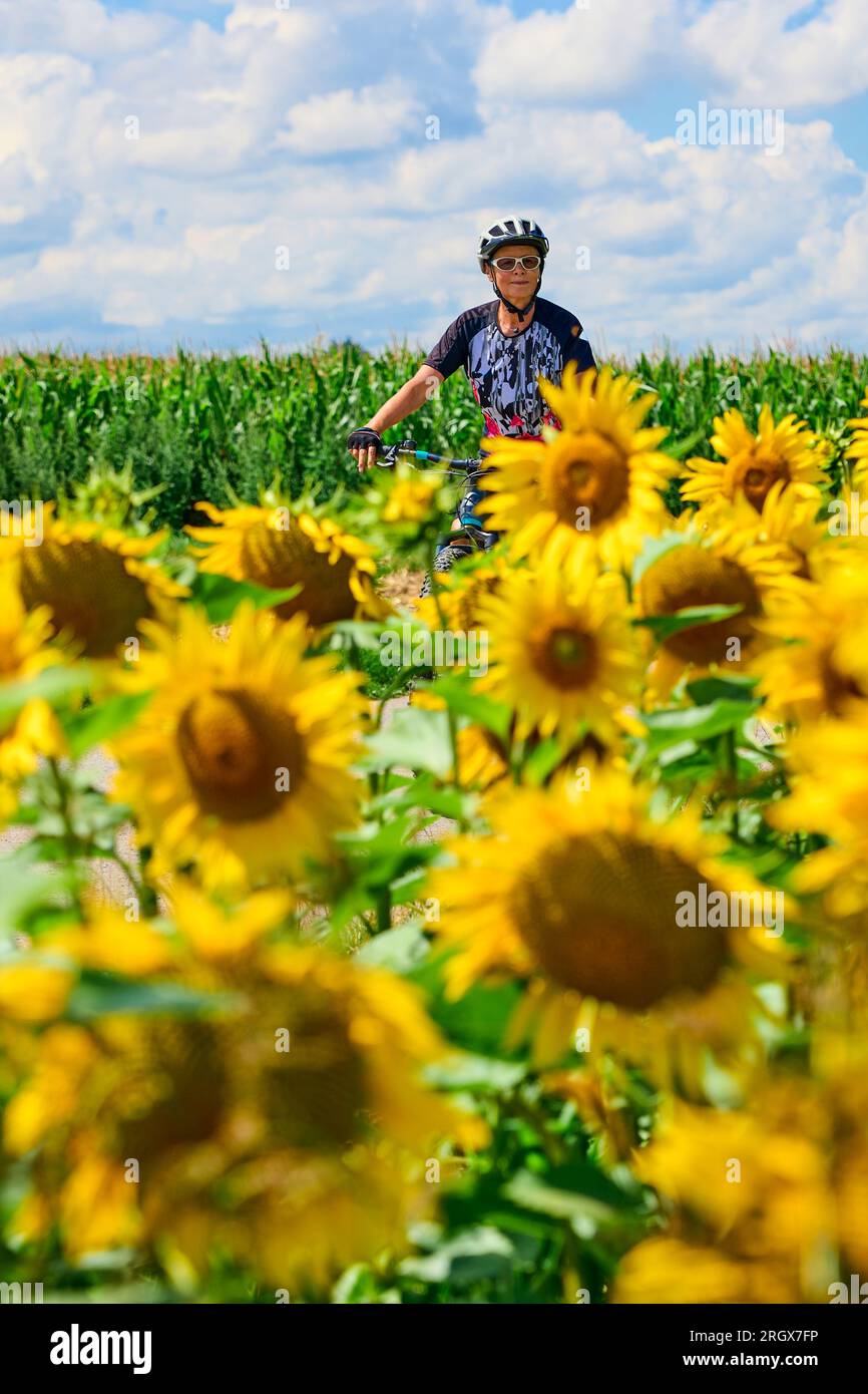 nice senior woman cycling with her electric mountain bike in a blooming field of sunflowers Stock Photo