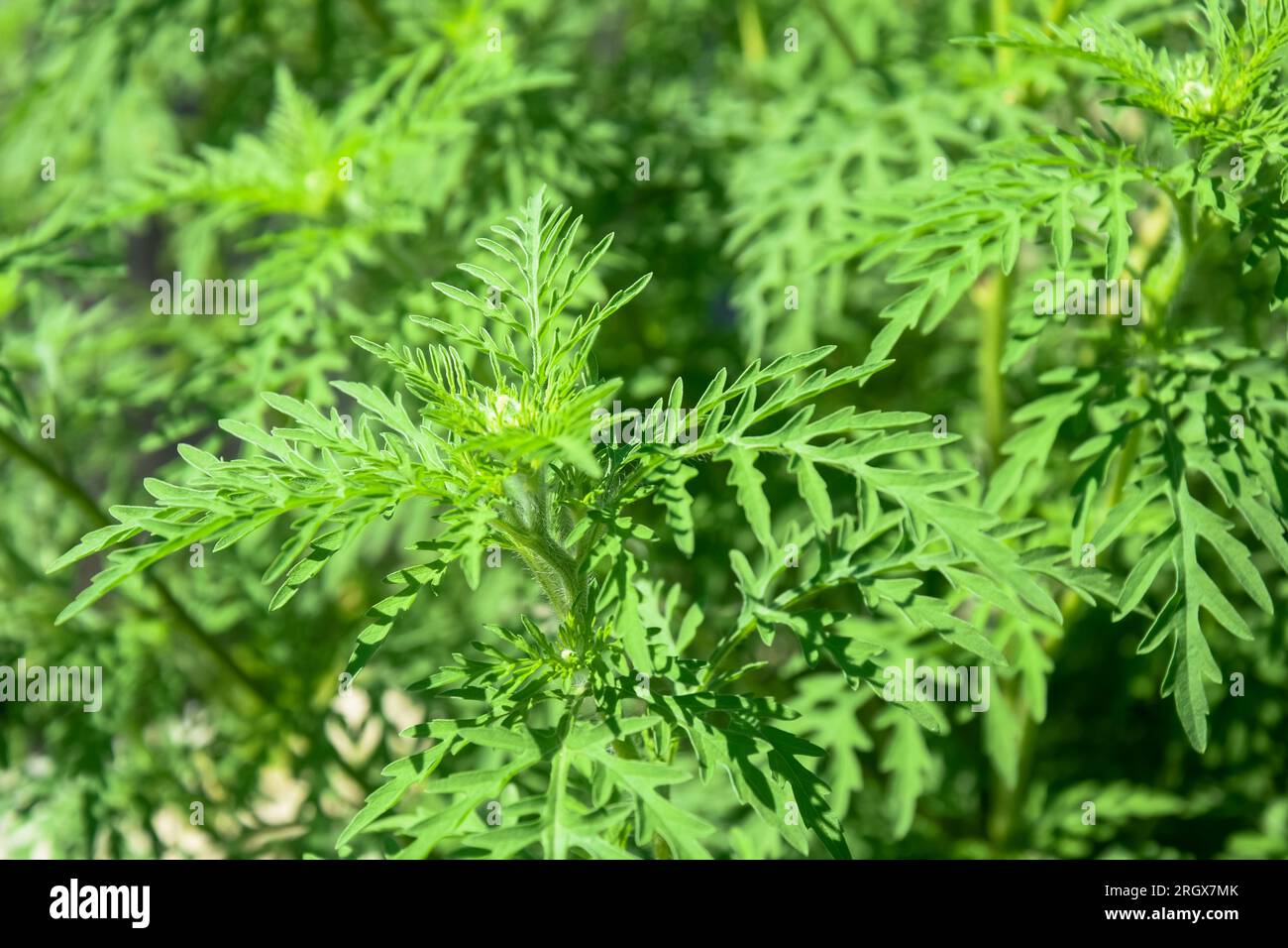 American common ragweed, full frame. Dangerous plant. Ambrosia shrubs that causes allergic reactions, allergic rhinitis. Close-up. Selective focus. Stock Photo