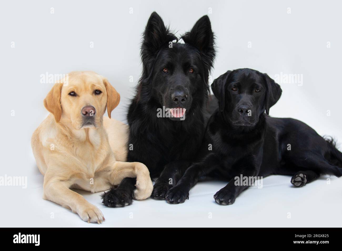 A blond labrador retriever, a black old german shepherd and a black