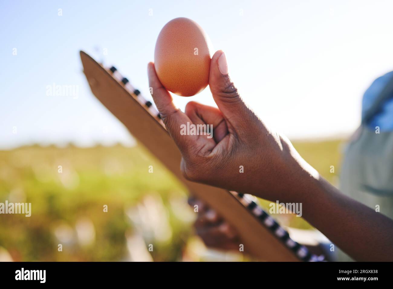 Hand of farmer in field with chickens, clipboard and egg, quality