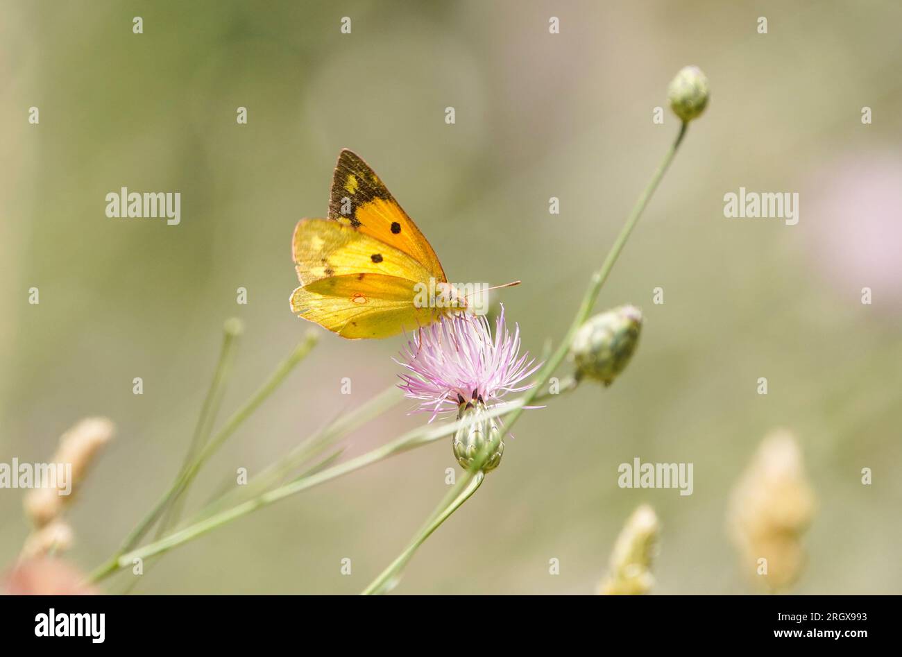 Clouded Yellow. Colias croceus, butterfly, Andalucia, Spain. Stock Photo