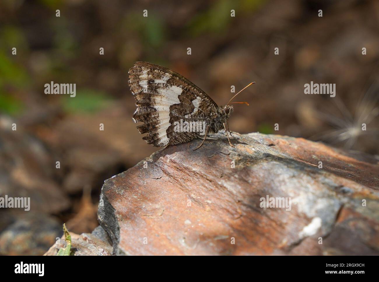 Great banded grayling, Brintesia, butterfly, Kanetisa circe resting on a rock. Spain. Stock Photo