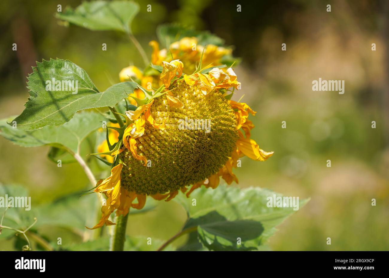 Sunflower in field Stock Photo - Alamy