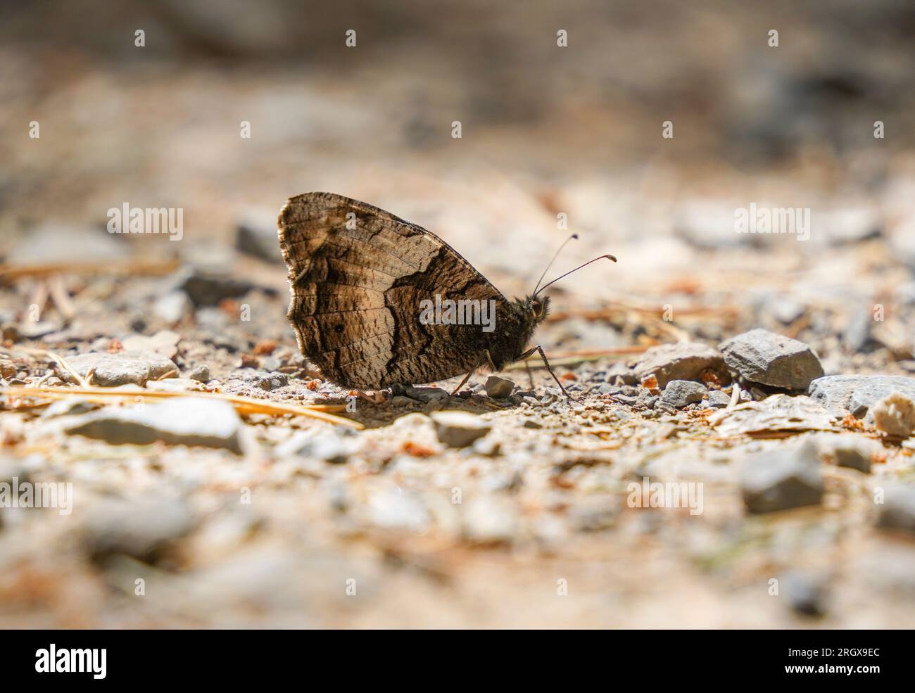Grayling, Rock grayling, butterfly, Hipparchia semele, basking on stone