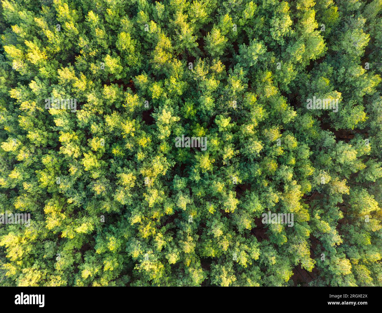 Aerial view of green and lush tree tops building a thick forest in the Province Misiones in Argentina, South America Stock Photo