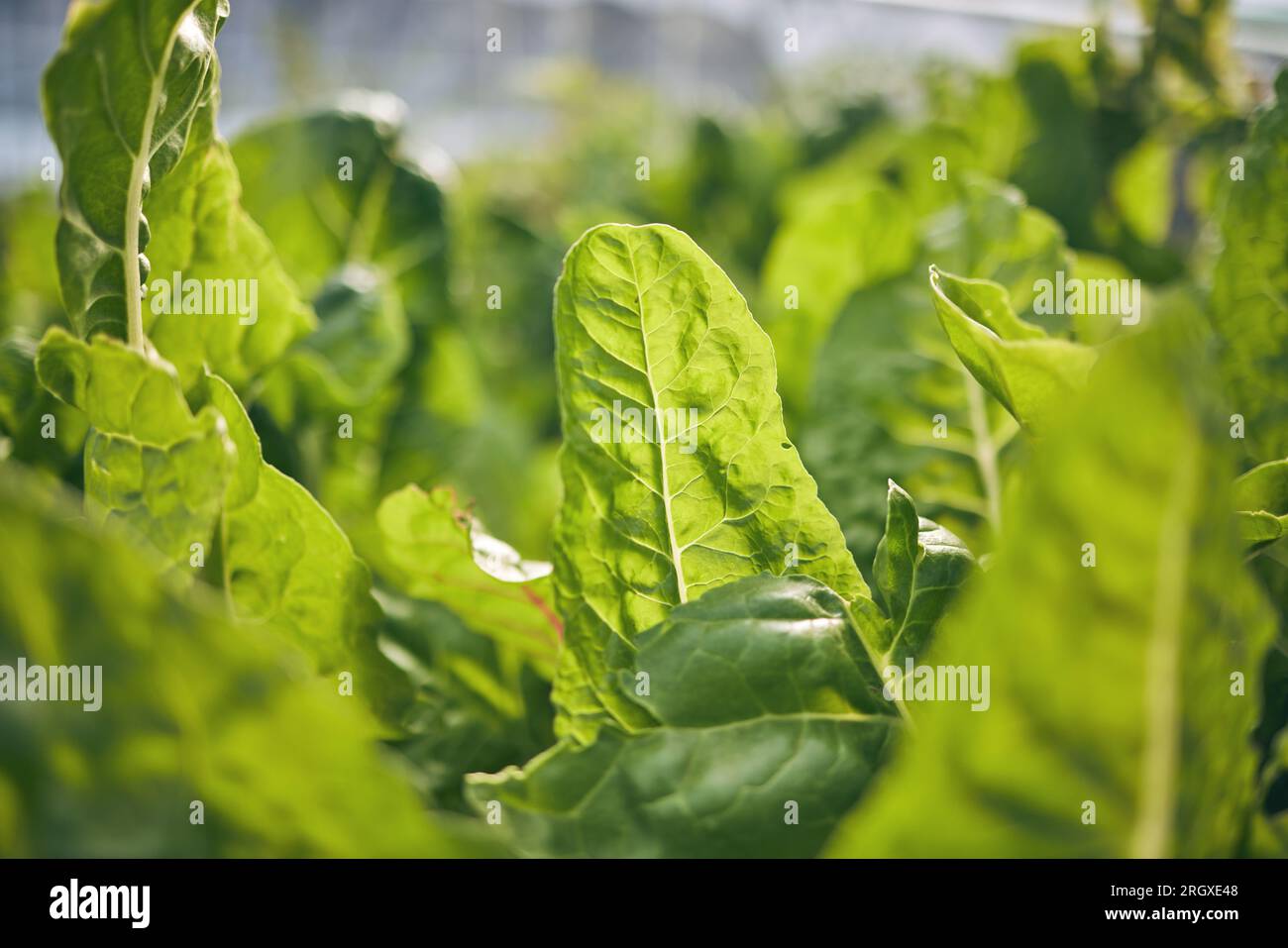 Spinach closeup, vegetable and leaves, agriculture and green harvest ...