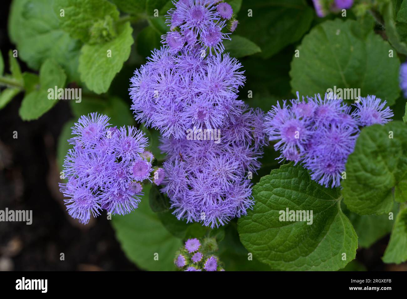 Purple flowers in the summer garden. Bush Ageratum conyzoides. Small ageratum flowers. Stock Photo