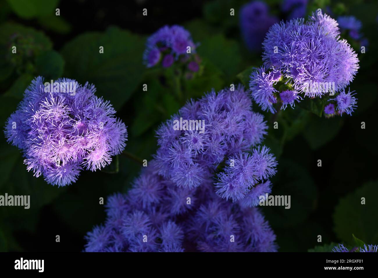 Purple flowers in the summer garden. Bush Ageratum conyzoides. Small ageratum flowers. Stock Photo