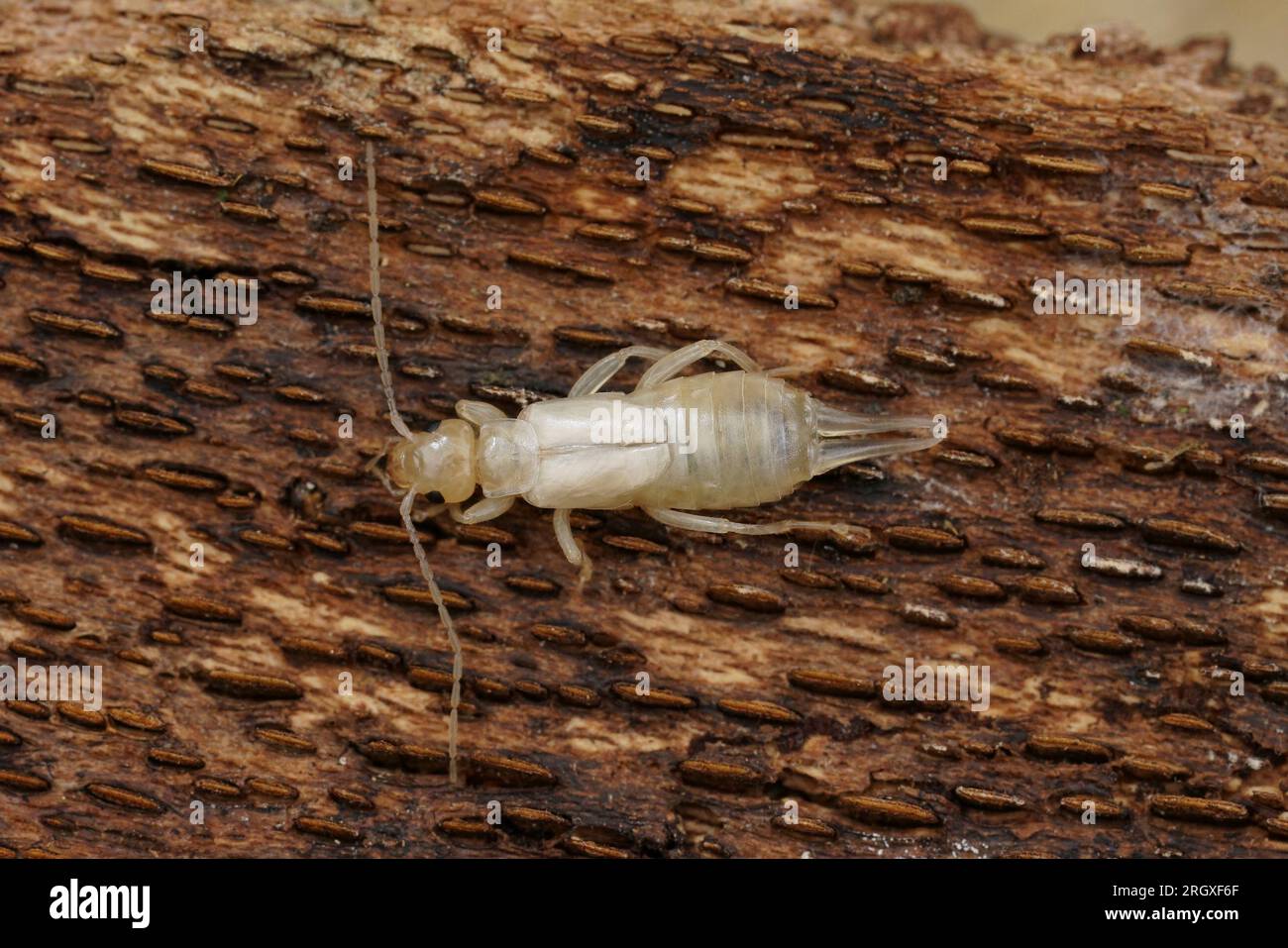 Natural detailed closeup on a white fresh moulted European common earwig, Forficula auricularia, sitting on wood Stock Photo