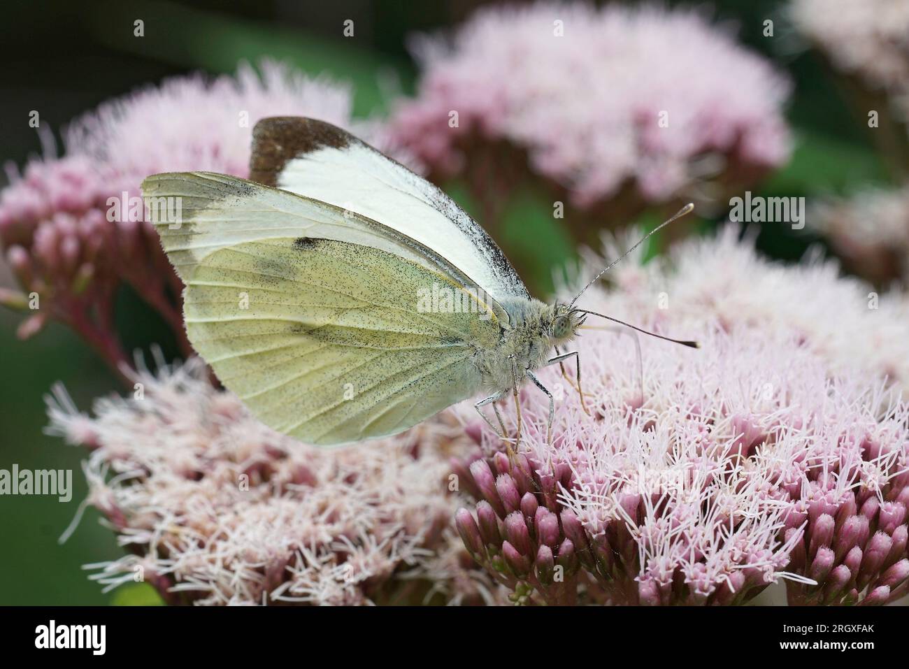 Natural closeup on the large white butterfly, Pieris brassicae sitting on a pink Hemp agrymony flower Stock Photo