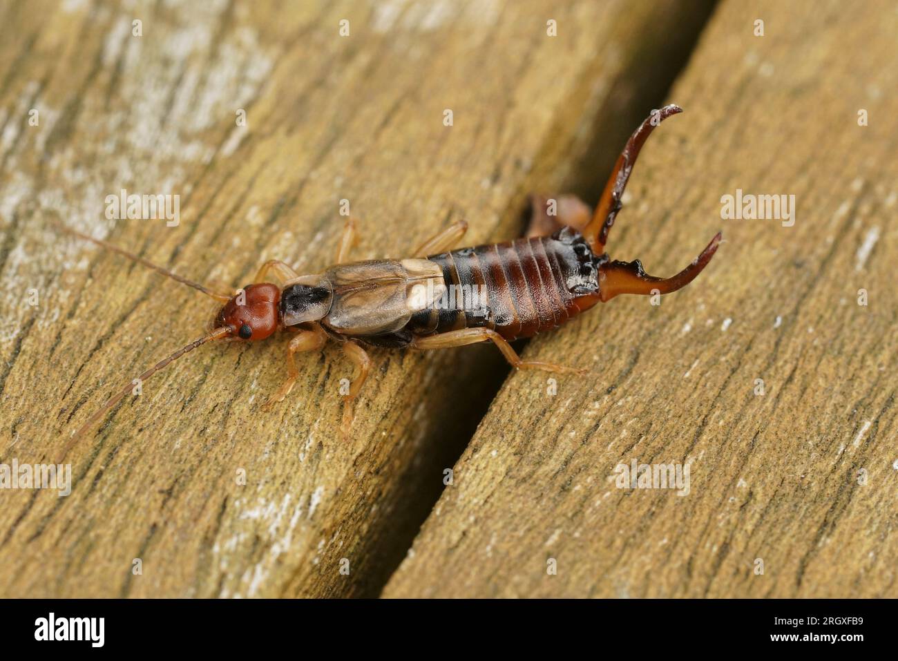 Natural detailed closeup on an adulty colored European common earwig, Forficula auricularia, sitting on wood Stock Photo