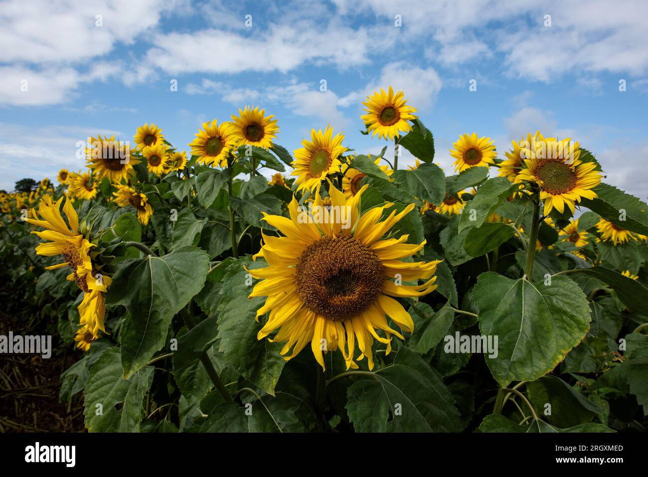 Saxondale, UK. 12th Aug 2023. Sunflowers in bloom at Saxondale Sunflowers at Manor Farm, Nottinghamshire. Neil Squires/Alamy Live News Stock Photo
