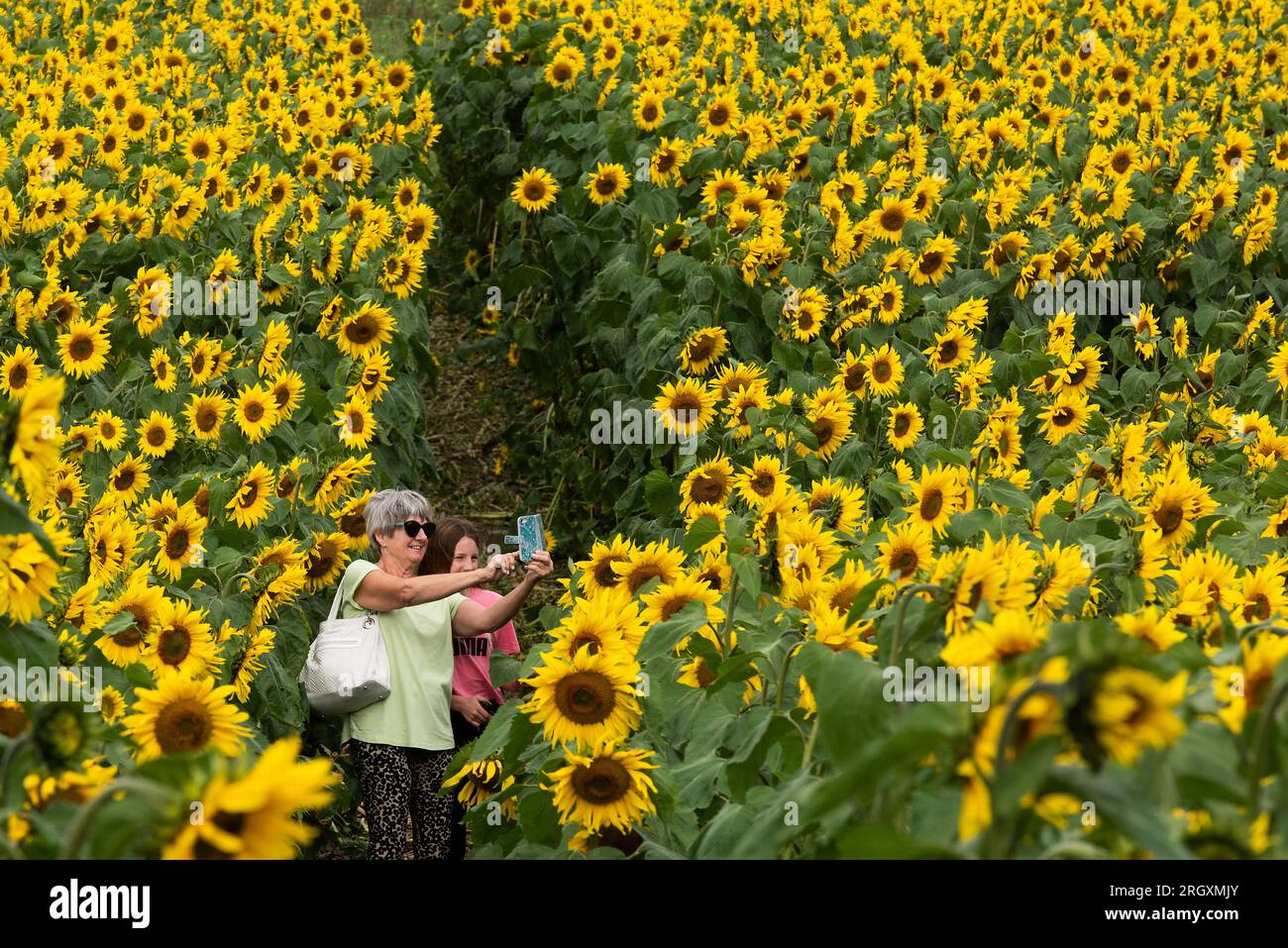 Saxondale, UK. 12th Aug 2023. Yvonne Spence and granddaughter Lilly take a selfie in front of the sunflowers at Saxondale Sunflowers at Manor Farm, Nottinghamshire. Neil Squires/Alamy Live News Stock Photo