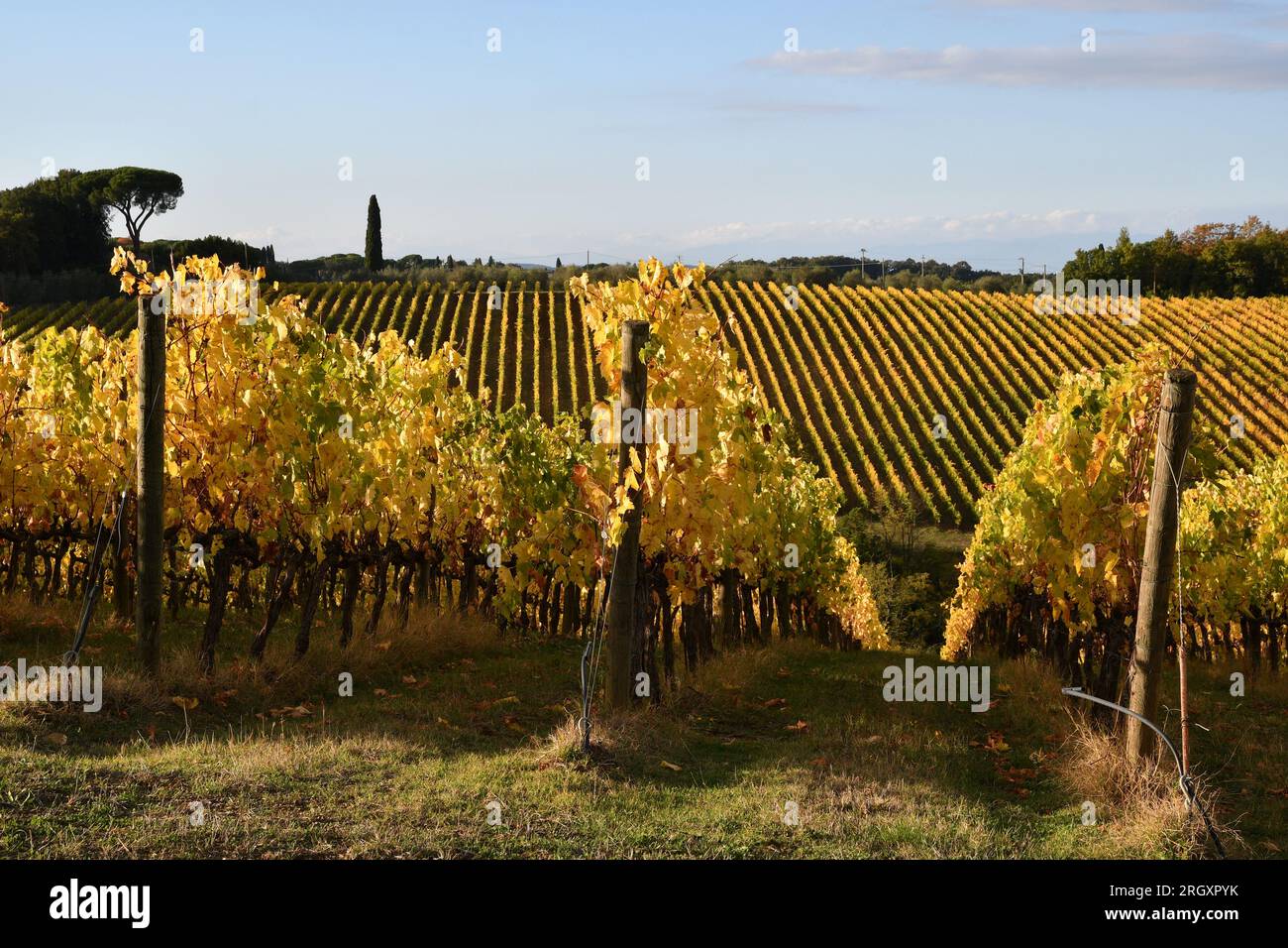 Chianti vineyards turn yellow in autumn season. Beautiful view of rows of vineyards with blue sky in the Chianti area near San Casciano in Val di Pesa Stock Photo