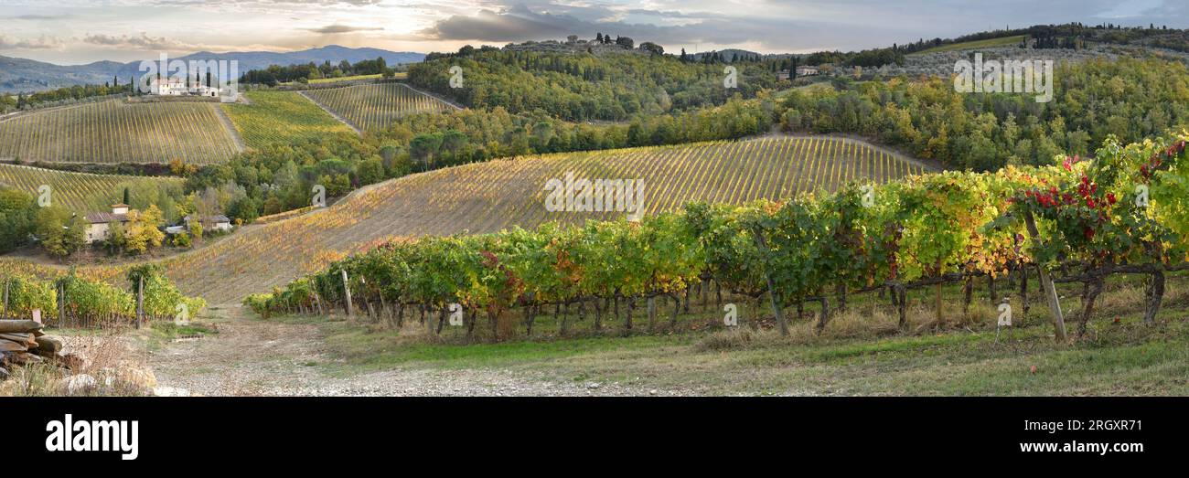 Panoramic view of beautiful rows of colored vineyards nella campagna toscana in the Chianti region near San Casciano in Val di Pesa. Autumn season in Stock Photo