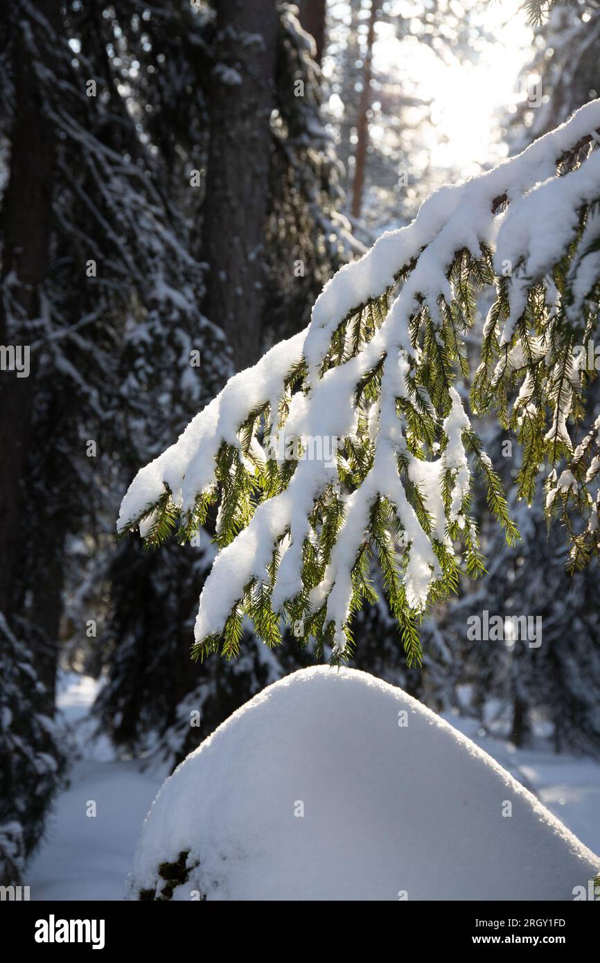 a Close up of spruce tree branch covered in snow Stock Photo - Alamy