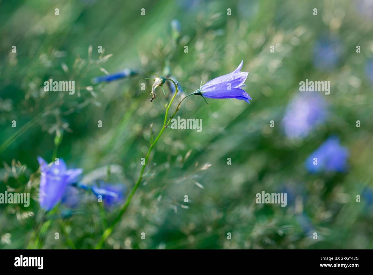 Campanula rotundifoli, bluebell   summer flowers closeup selective focus Stock Photo