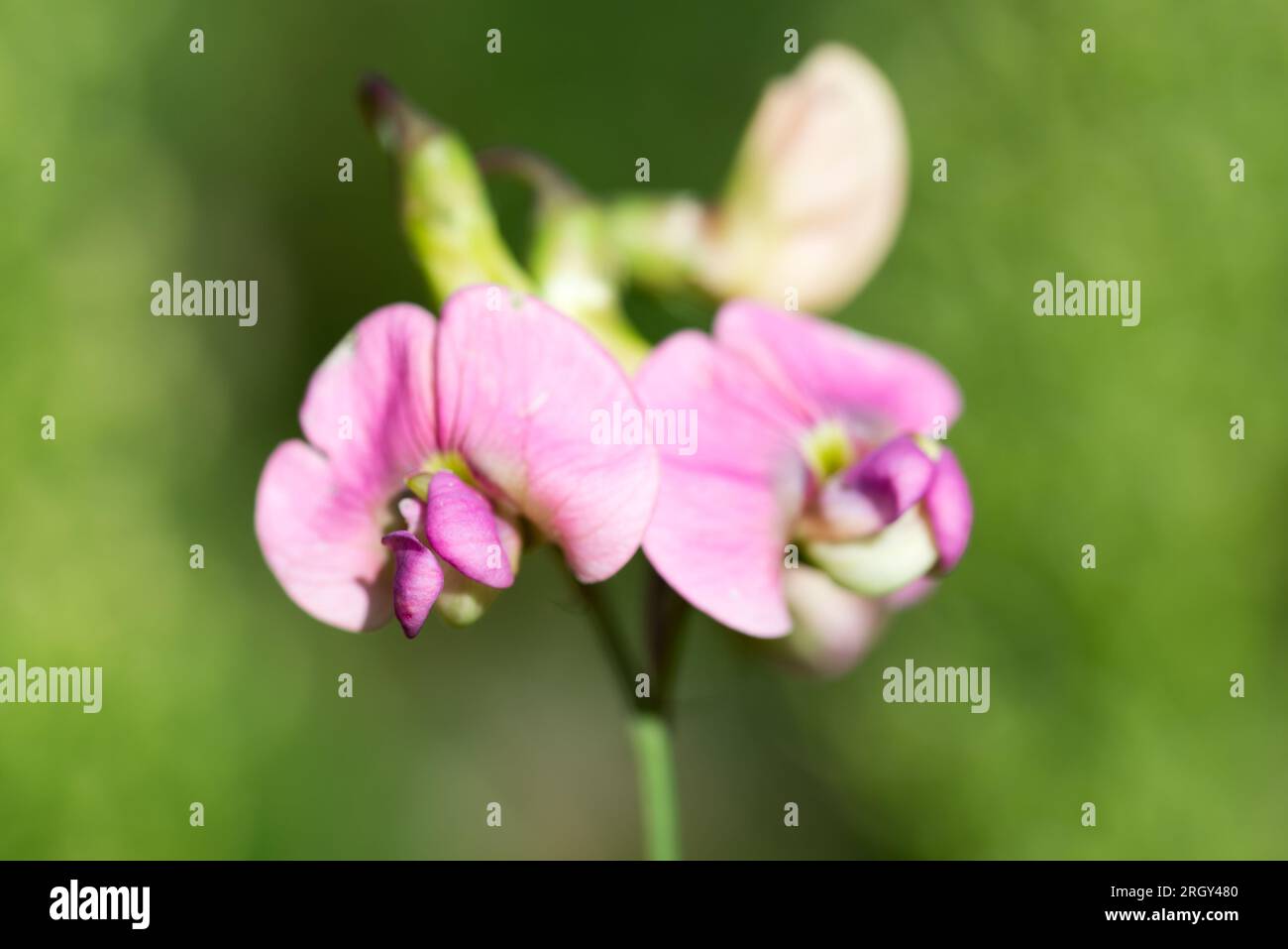 Lathyrus sylvestris, flat pea summer flowers  closeup selective focus Stock Photo