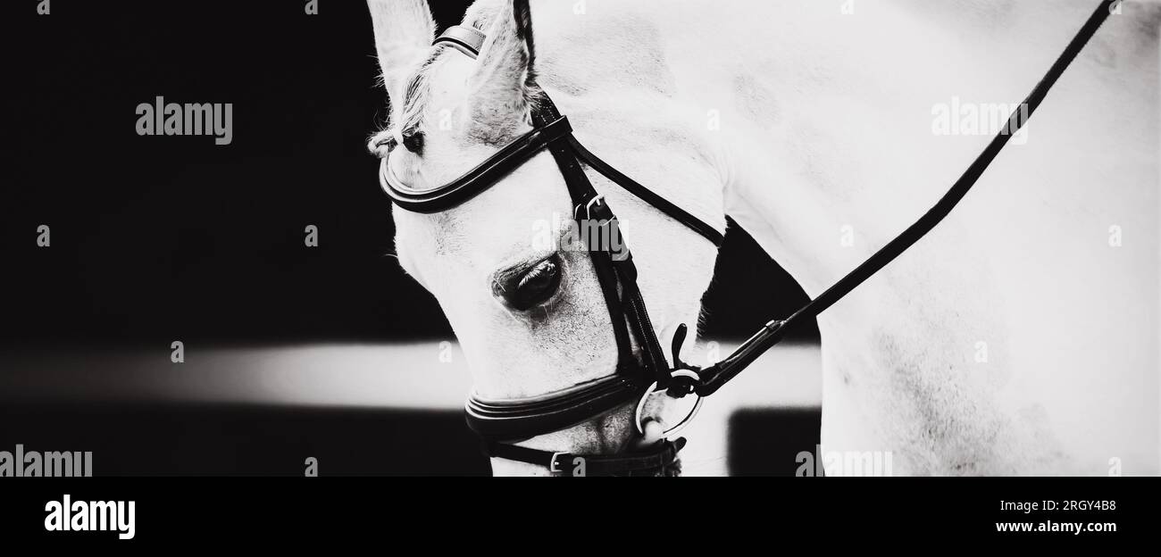 The blackwhite photo depicts a closeup of a white horse with a bridle
