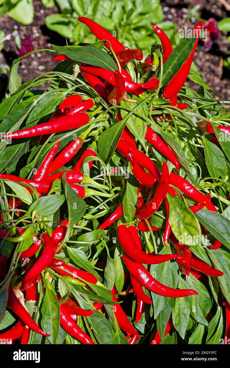 chili peppers, bright red, green leaves, contrast, Capsicum annuum