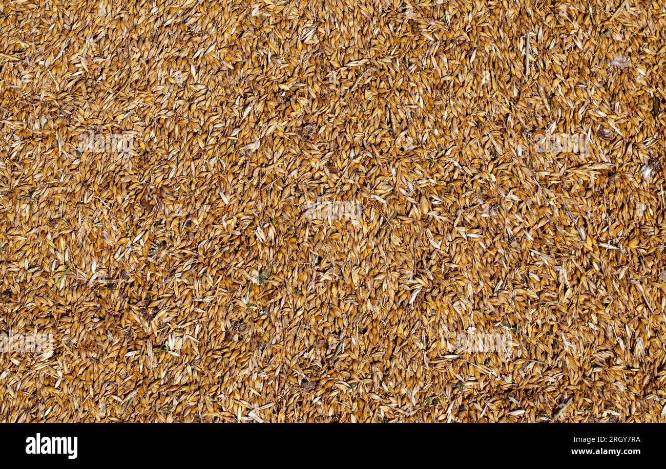 a pile of harvested cereal grains, as well as seeds and fruits of other ...