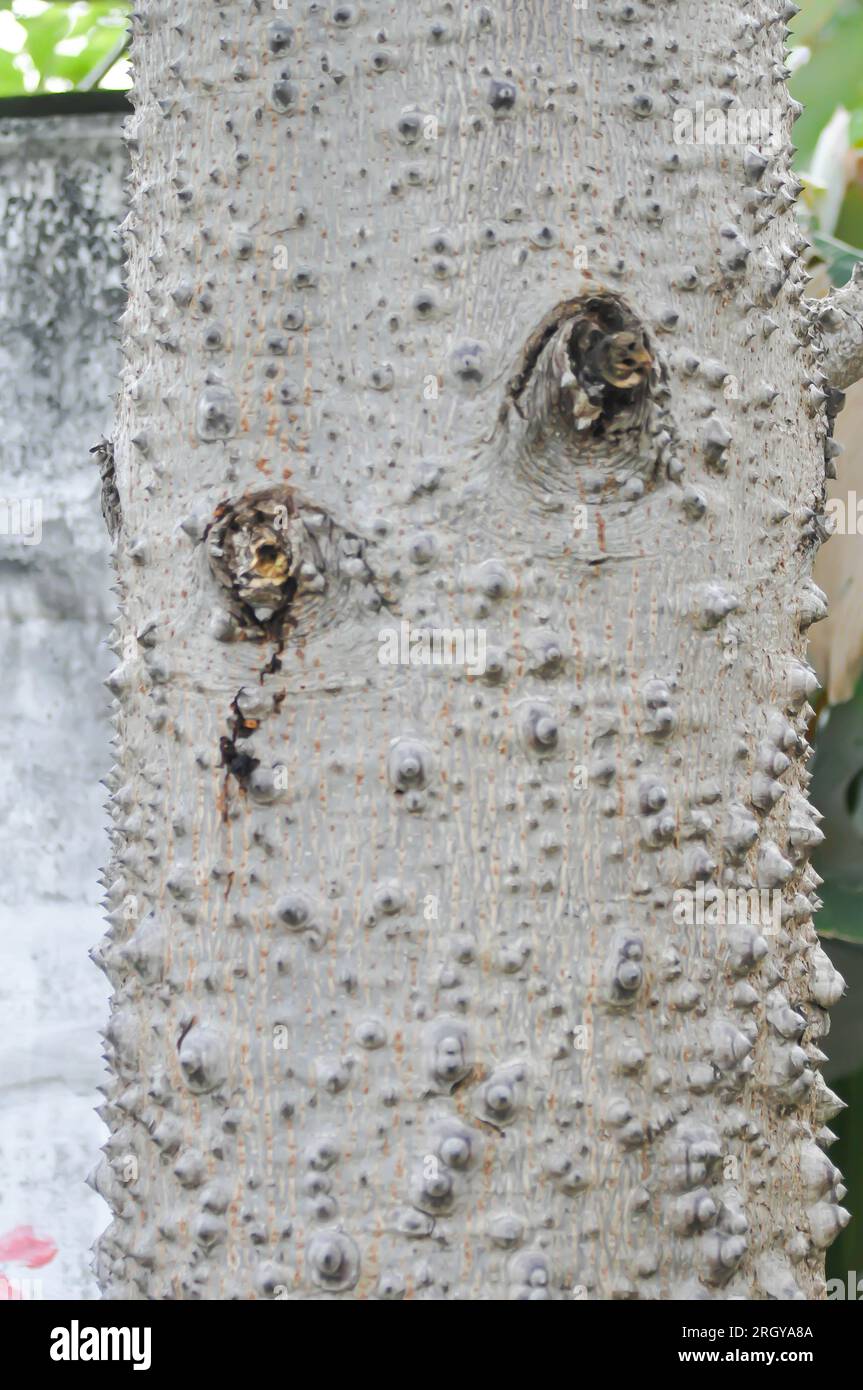 Bombacaceae hi-res stock photography and images - Alamy