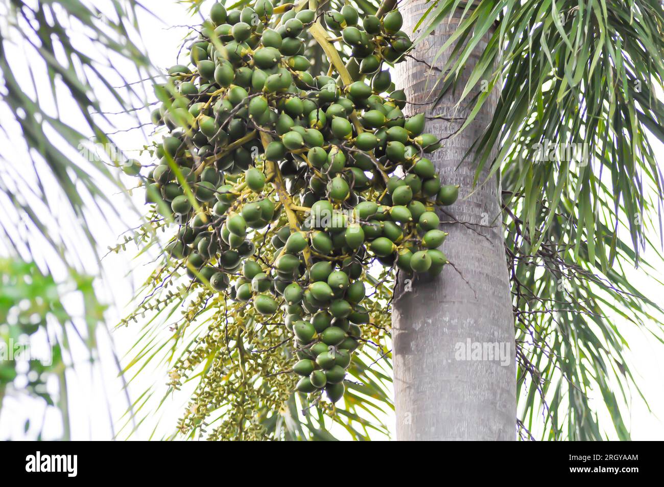 seed of betel palm or betel nut or palm tree and palm seed Stock Photo