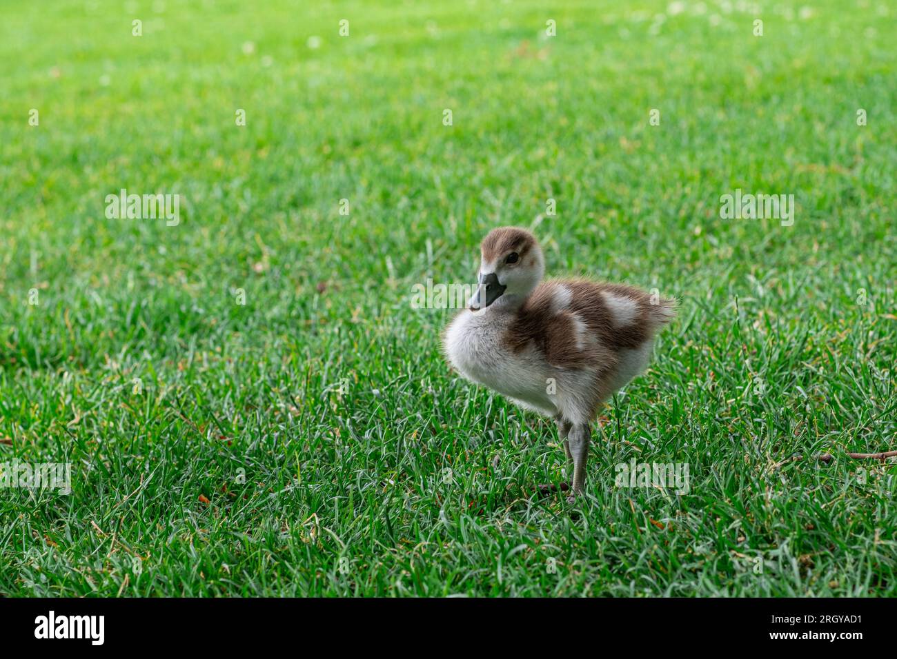 The Egyptian goose little gosling. Alopochen aegyptiaca child beautiful portrait. Stock Photo