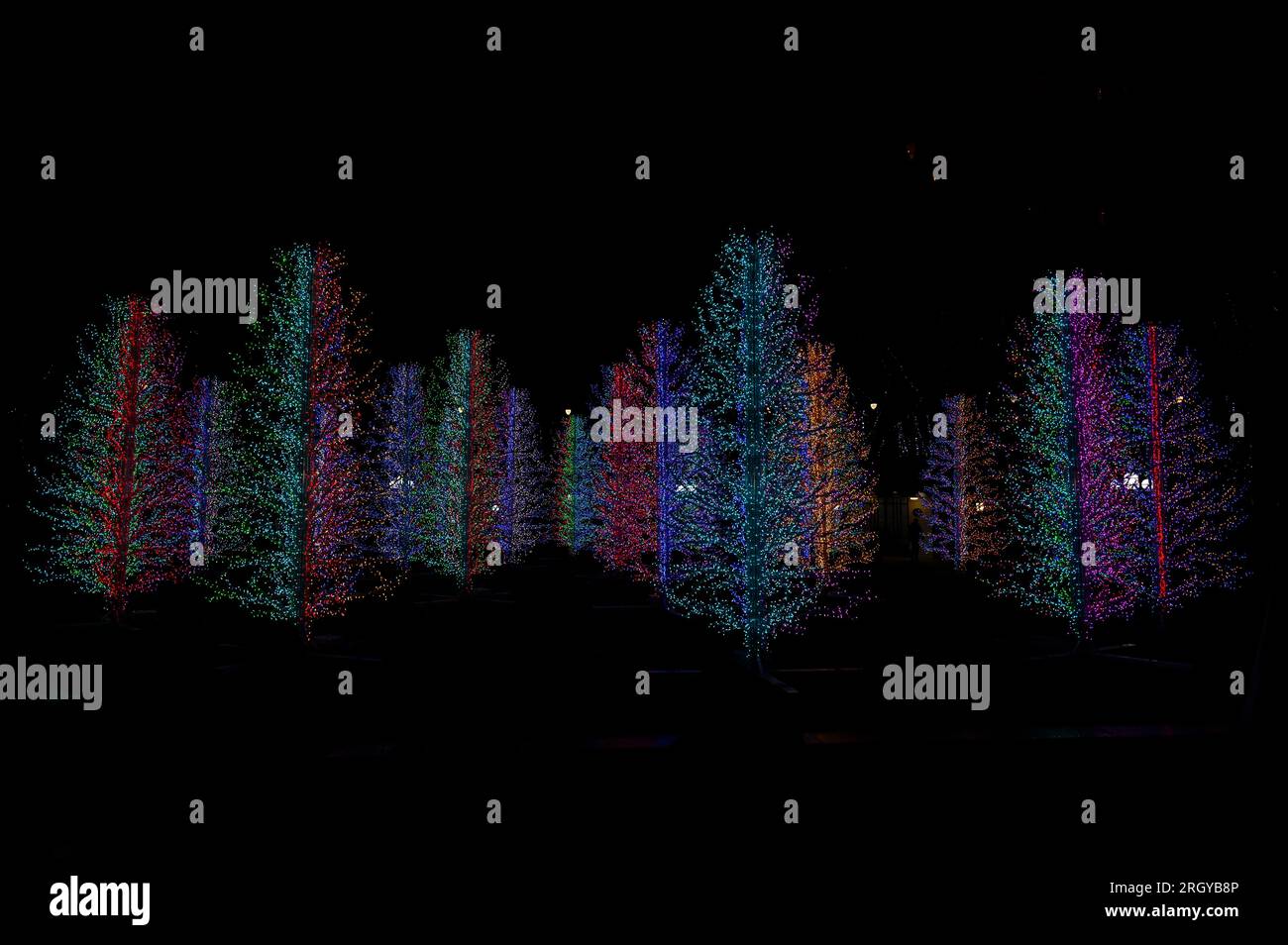 Neon Christmas Trees Canary Wharf Winter Lights art festival 2019