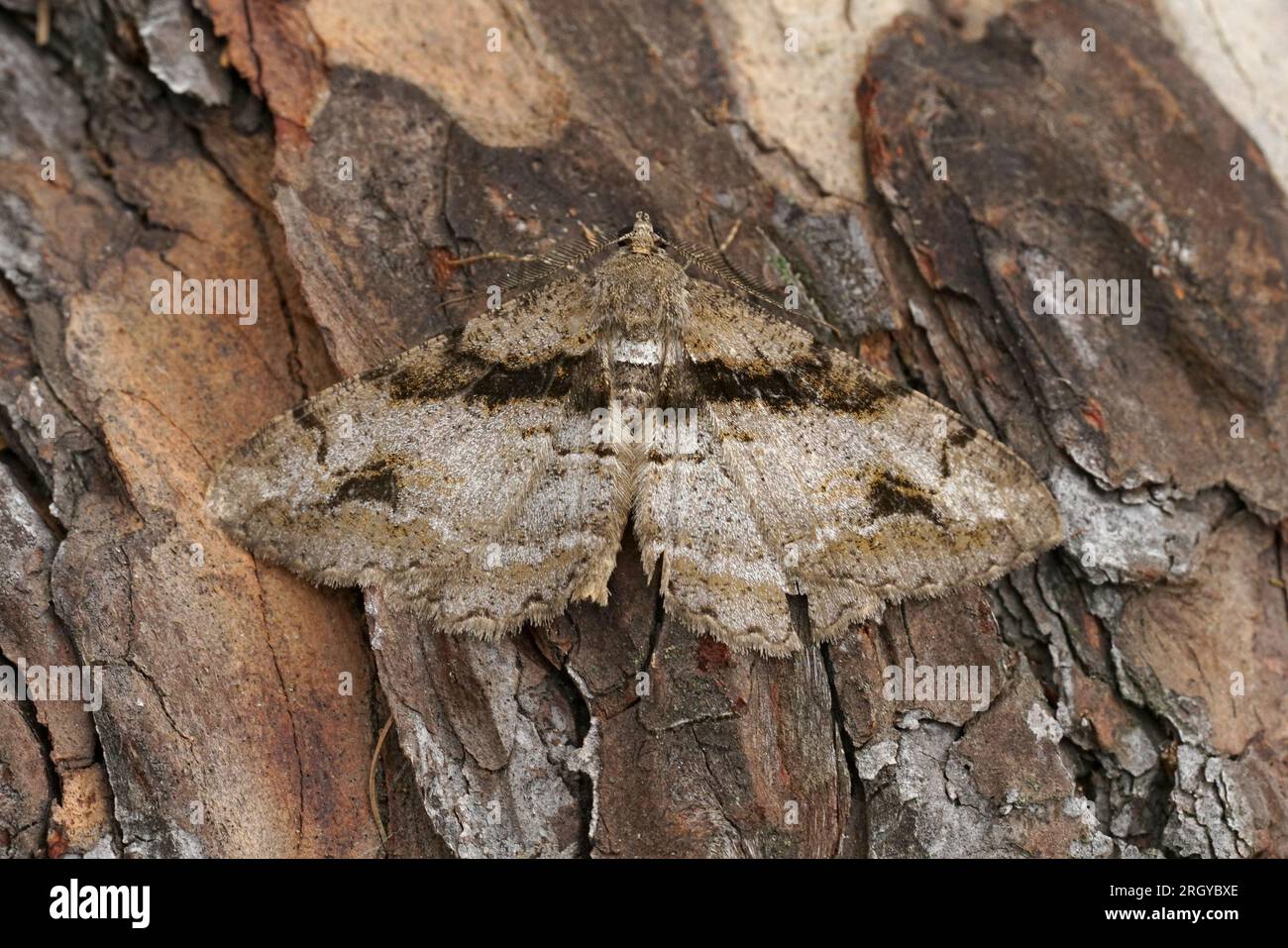 Natural detailed closeup on a brown geometer moth, Alcis deversata sitting on wood Stock Photo