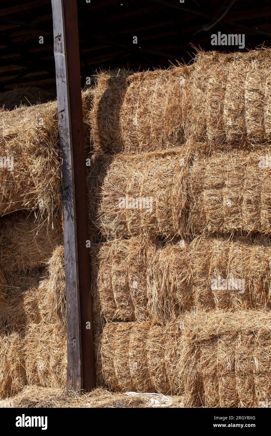 hayloft warehouse with straw stacks after wheat harvest, grain farming ...