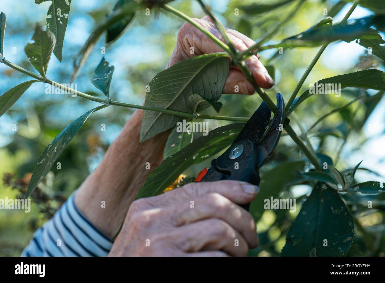 Deadheading buddleja hires stock photography and images Alamy