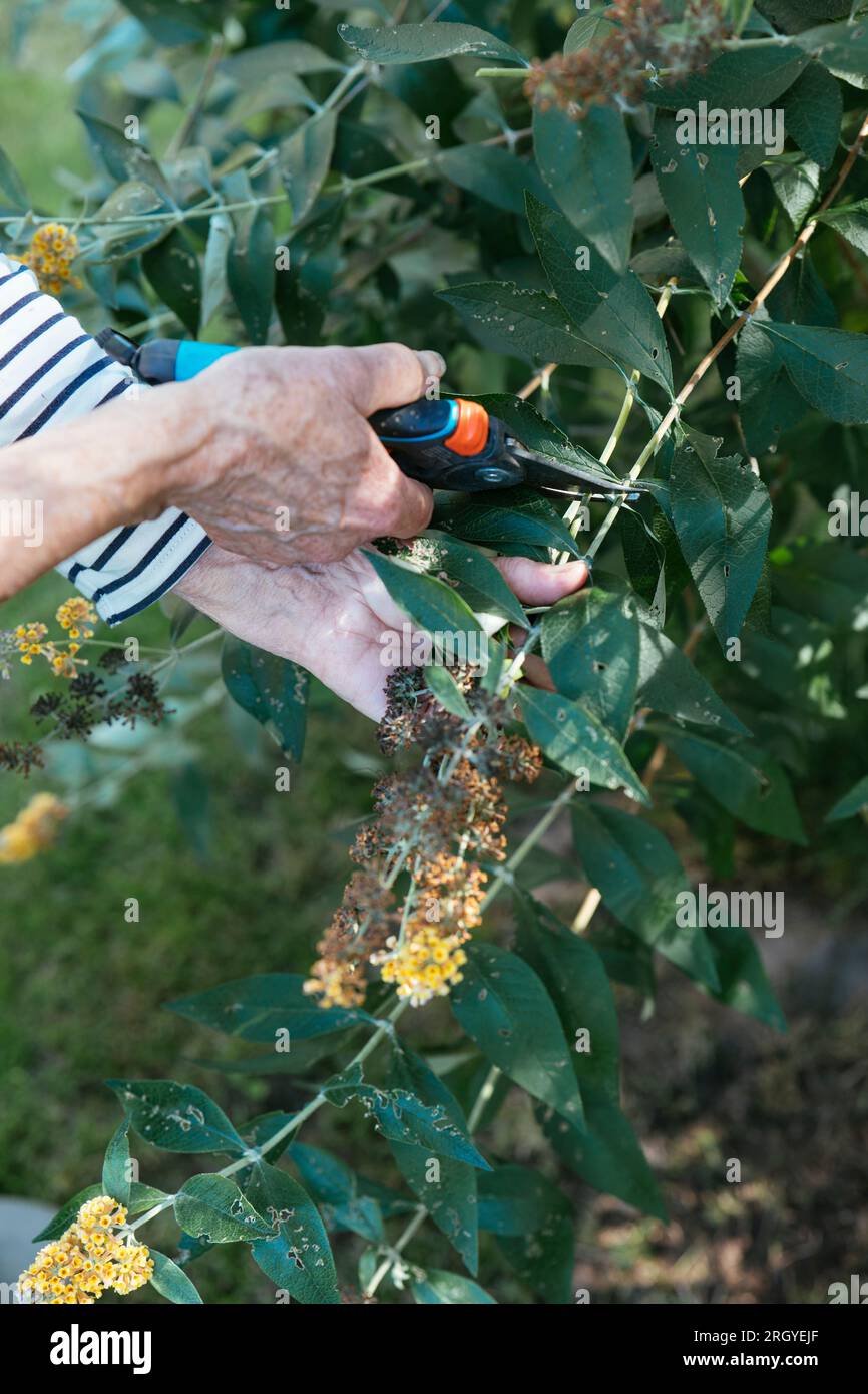 Deadheading buddleja hires stock photography and images Alamy