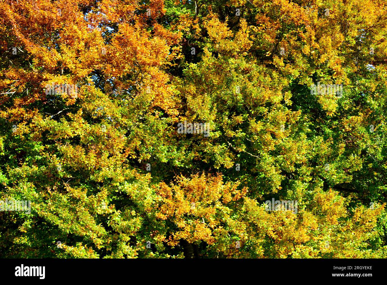 panoramic view to rural landscape with vibrant colored leaves on trees Stock Photo