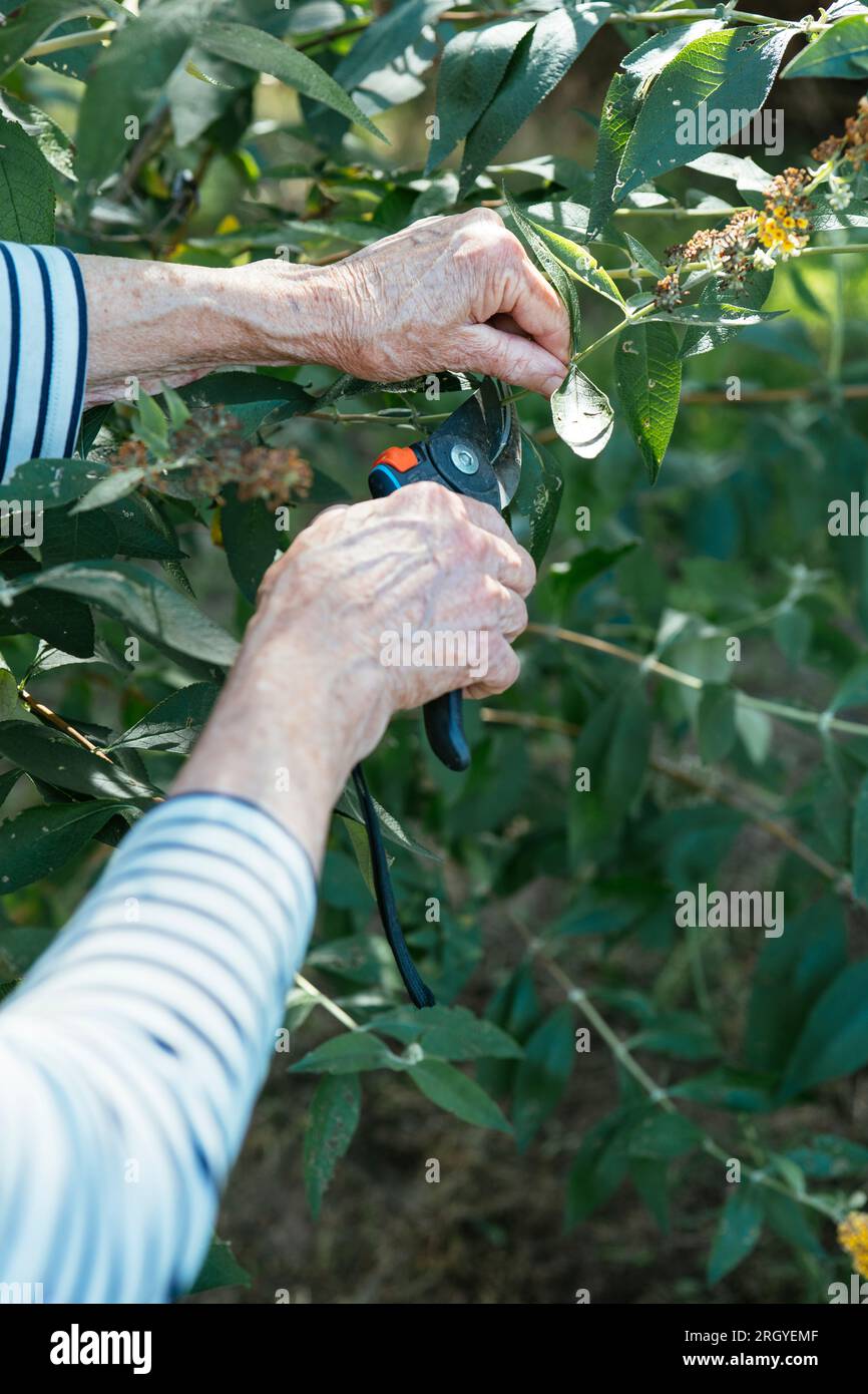 Deadheading buddleja hires stock photography and images Alamy