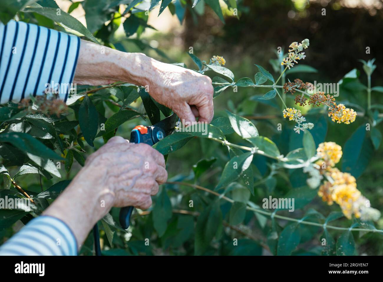 Deadheading buddleja hires stock photography and images Alamy