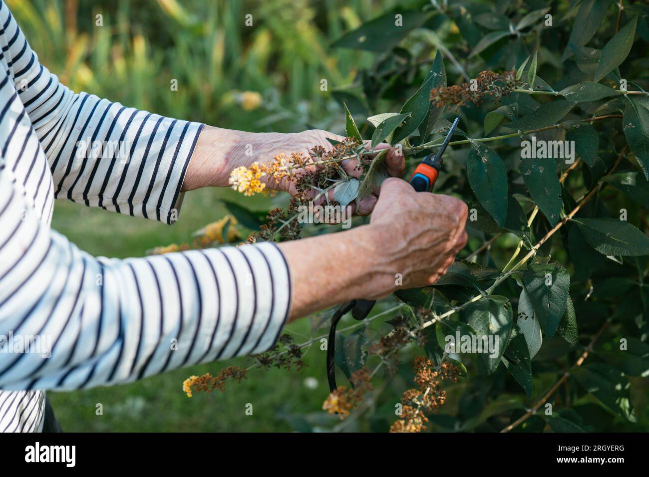 Deadheading buddleja hires stock photography and images Alamy