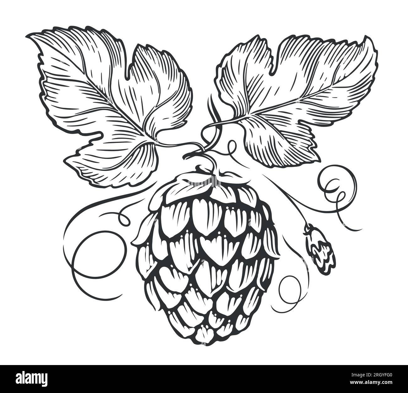 Hops branch and leaves engraving style. Beer hop cone sketch. Vector illustration Stock Vector