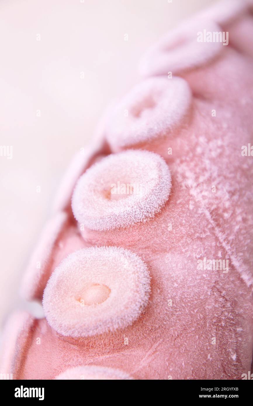 Octopus tentacle with frost. Close up Stock Photo - Alamy