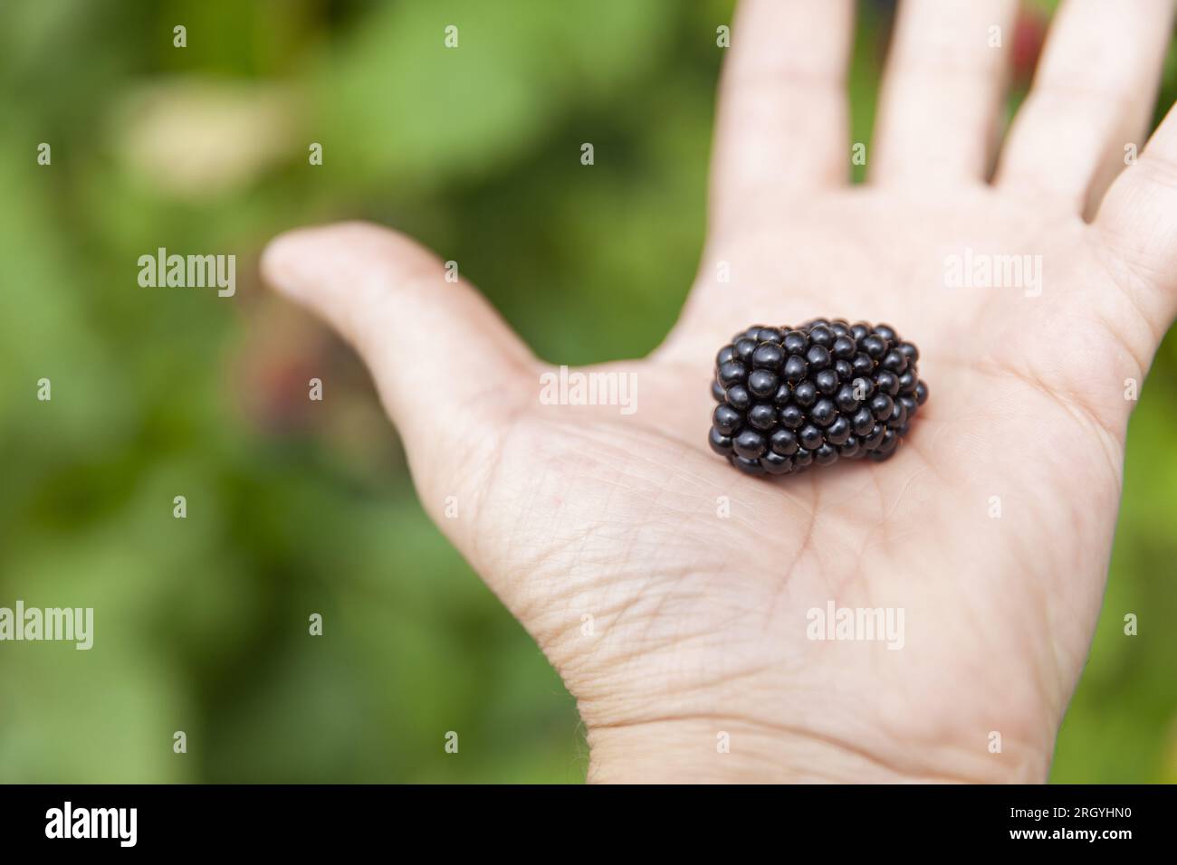 Close up group of ripe blackberries in orchard. Stock Photo