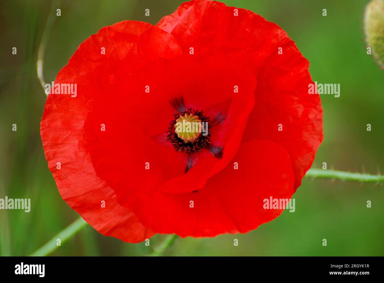 Remembrance poppy plants hi-res stock photography and images - Alamy