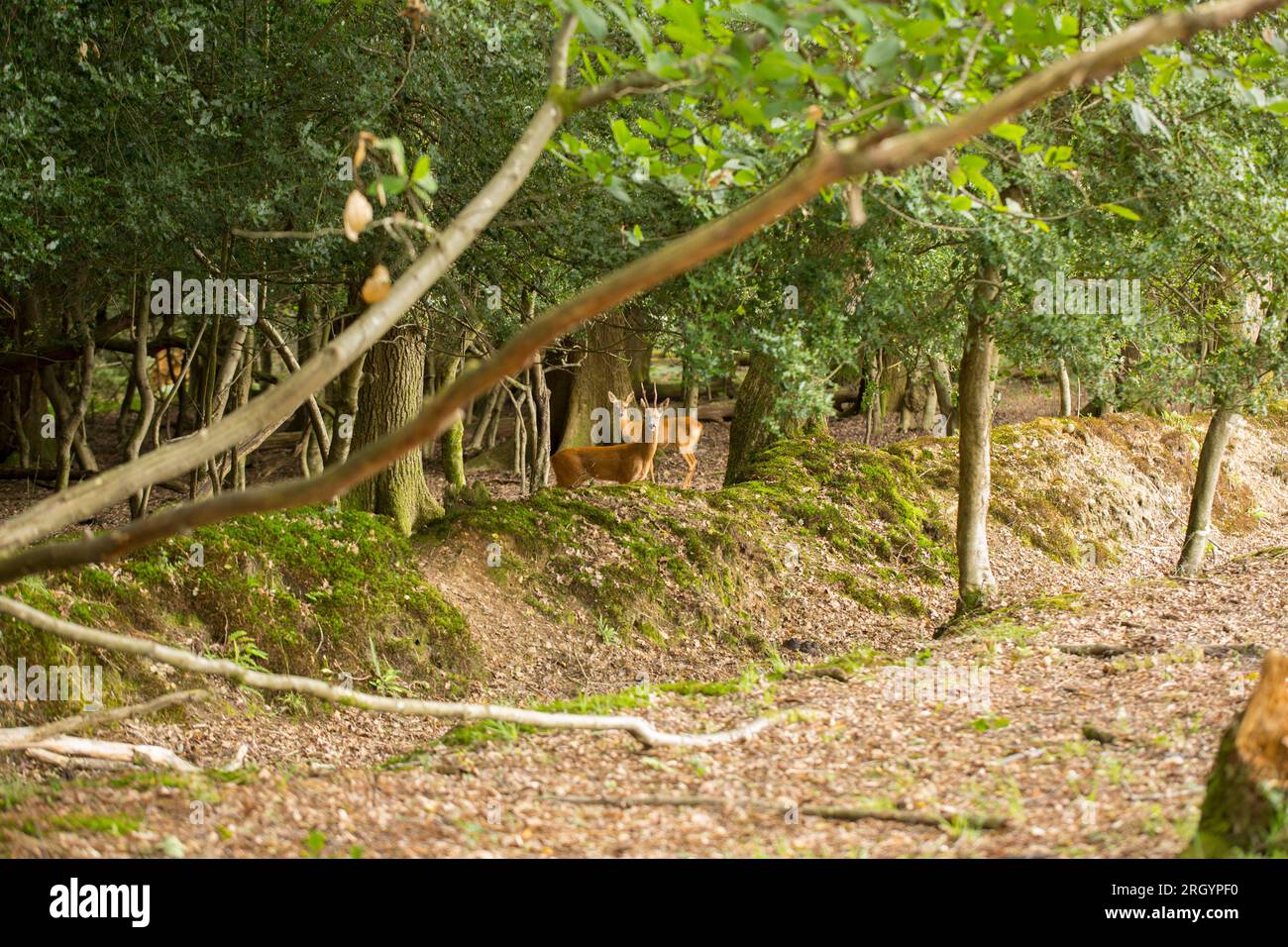 A roe buck and roe doe, Capreolus capreolus, inside woodland in the New Forest Hampshire in early August. Hampshire Egland UK GB Stock Photo