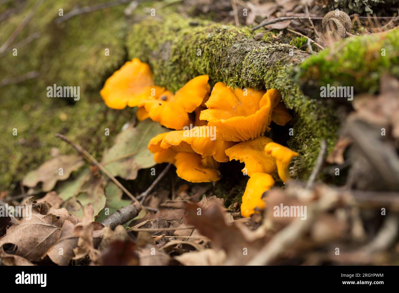 Chanterelle fungi, Cantharellus cibarius, growing in the New Forest in Hampshire in early August. Mushroom foraging has become popular but great care Stock Photo