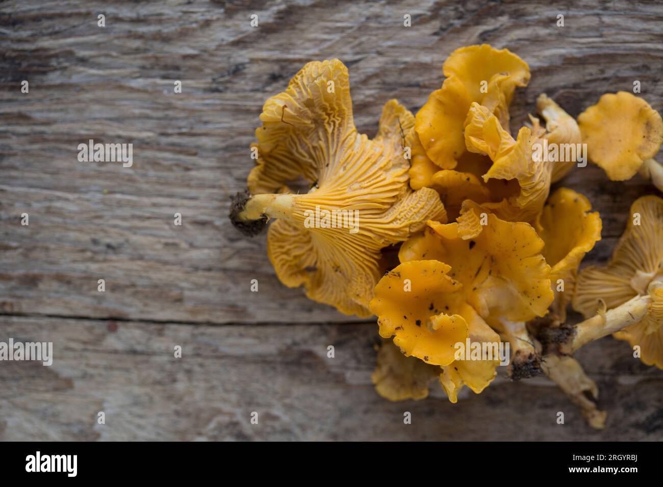 Chanterelles, Cantharellus cibarius, displayed on a wooden board. Mushroom foraging has become popular but great care must be taken to correctly ident Stock Photo