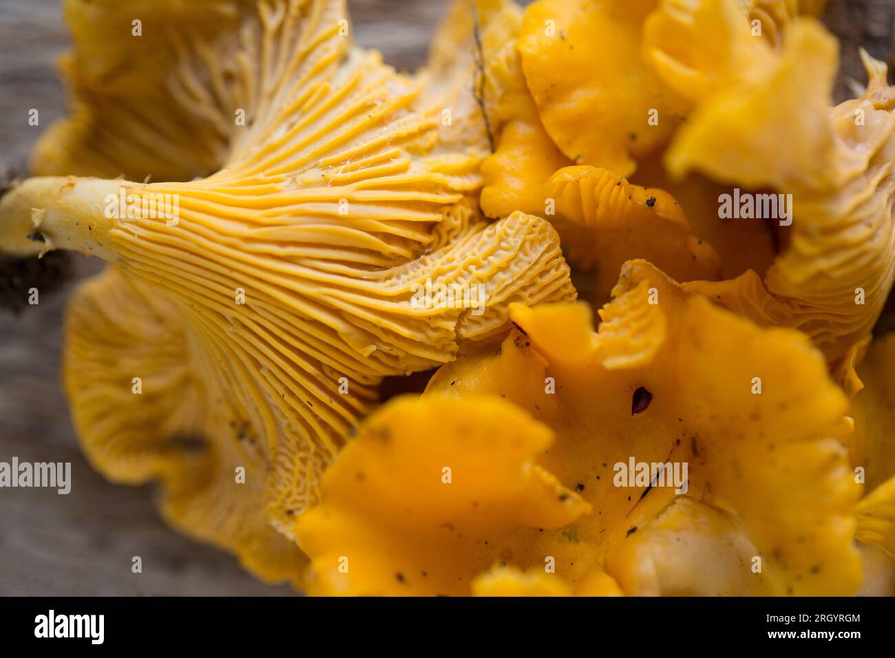 Chanterelles, Cantharellus cibarius, displayed on a wooden board. Mushroom foraging has become popular but great care must be taken to correctly ident Stock Photo