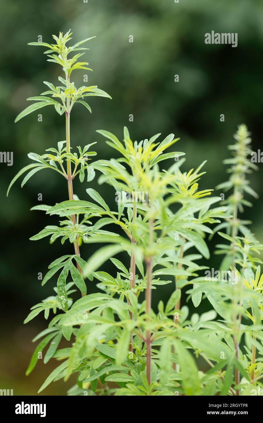 Asian mint plant (Mentha longifolia var. asiatica) Stock Photo