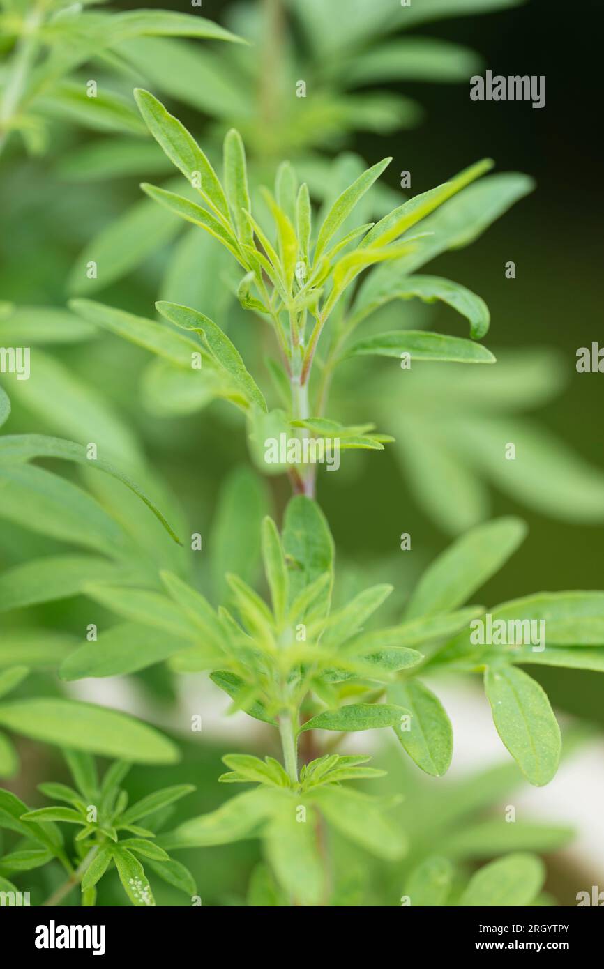 Close-up of Asian mint plant (Mentha longifolia var. asiatica) Stock Photo