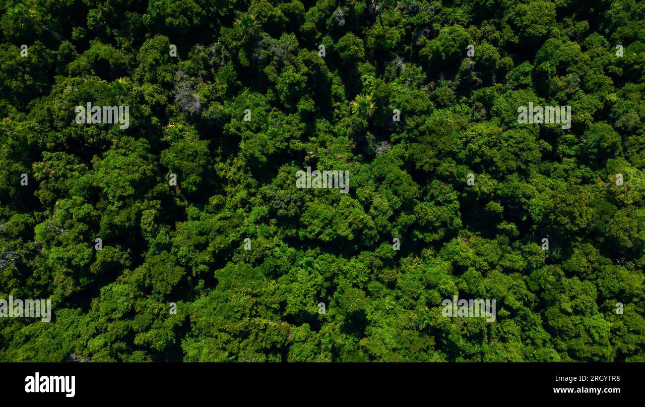 The Amazon rivers in the summer season present white sand beaches, Amazonian beaches that are