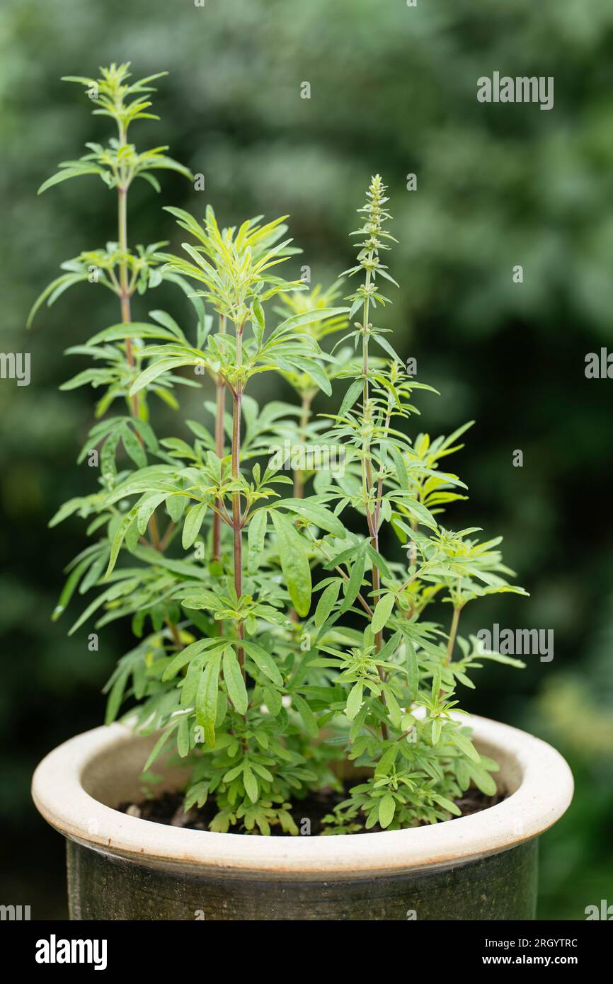 Asian mint plant (Mentha longifolia var. asiatica) in a pot Stock Photo